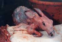 A skinned rabbit. Disgusting isn't it?