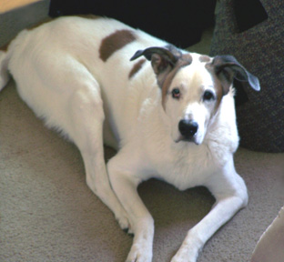 Toby