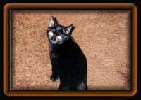 Cherry as a kitten.