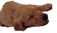 Buddy